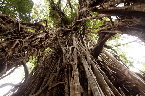 Atherton Tablelands: Cathedral Fig Tree