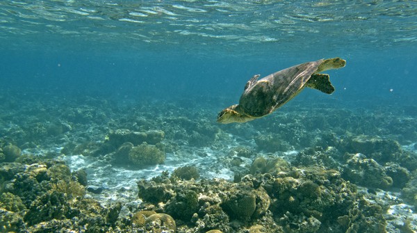 Great Barrier Reef vor Lady Elliot Island: Tauchende Suppenschildkröte (Grüne Meeresschildkröte)