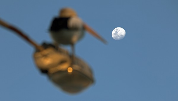 Tin Can Bay: Abendlicher Pelikan-Blick auf den aufgehenden Mond