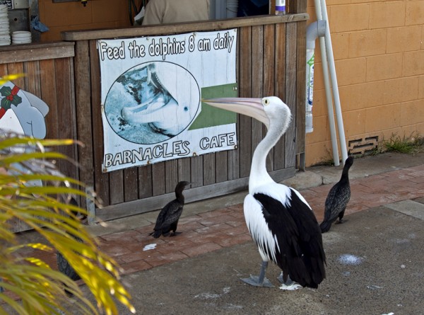 Kein Frühstücksfisch für den Pelikan (1)