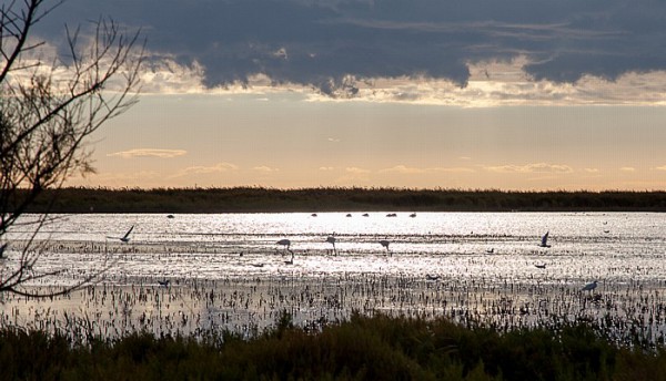 Camargue: Rosaflamingos im Étang de Vaccarès