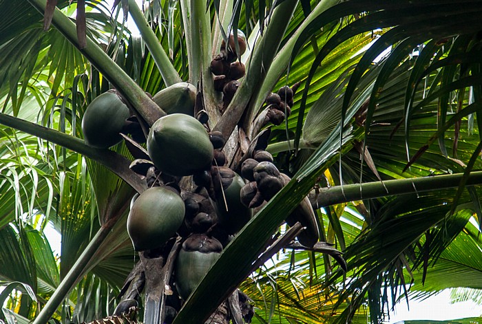 Einzigartige Natur - Seychellenpalme (Coco de Mer), Vallée de Mai, Praslin