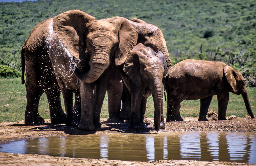 Addo Elephant National Park