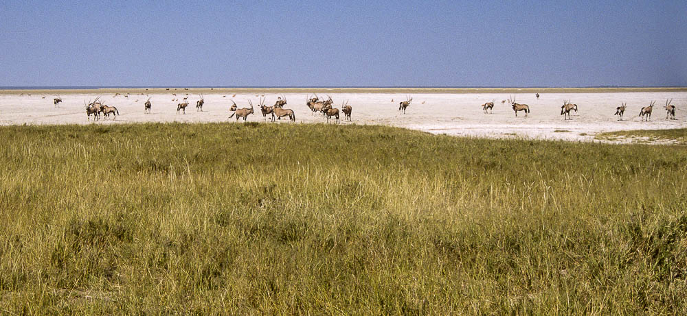 Etosha National Park