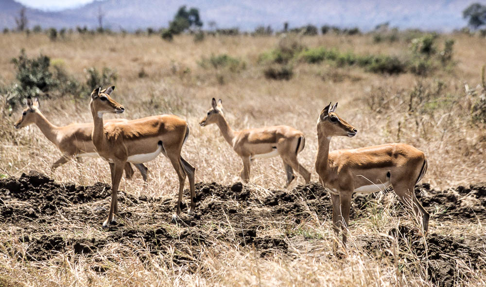 Mikumi National Park