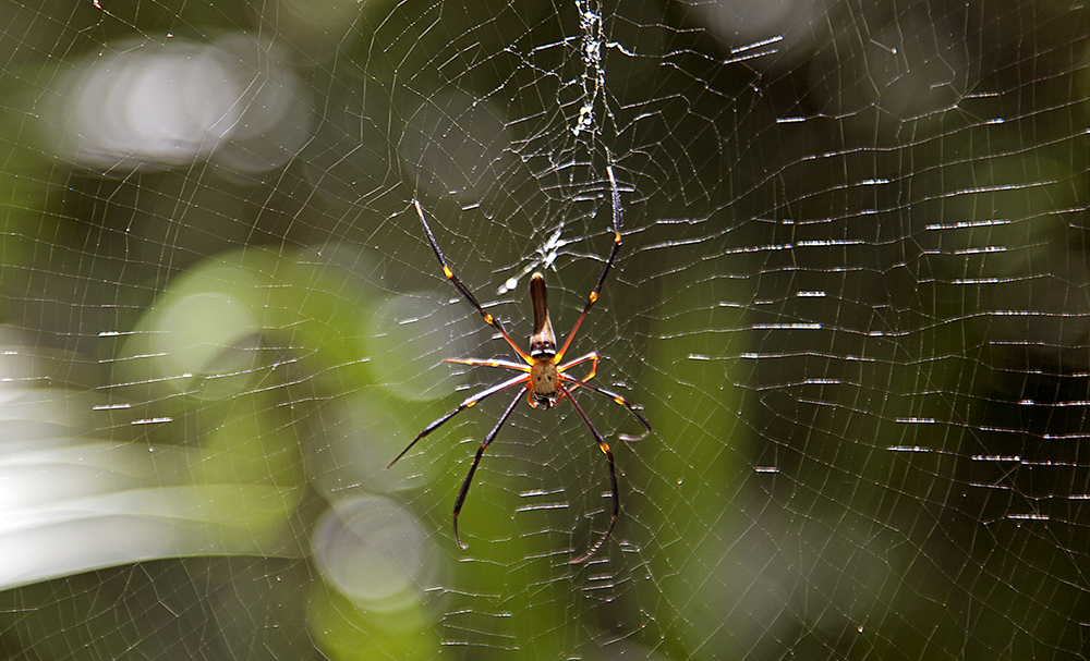 Daintree National Park