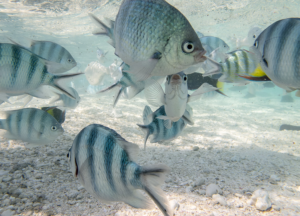 Lady Elliot Island