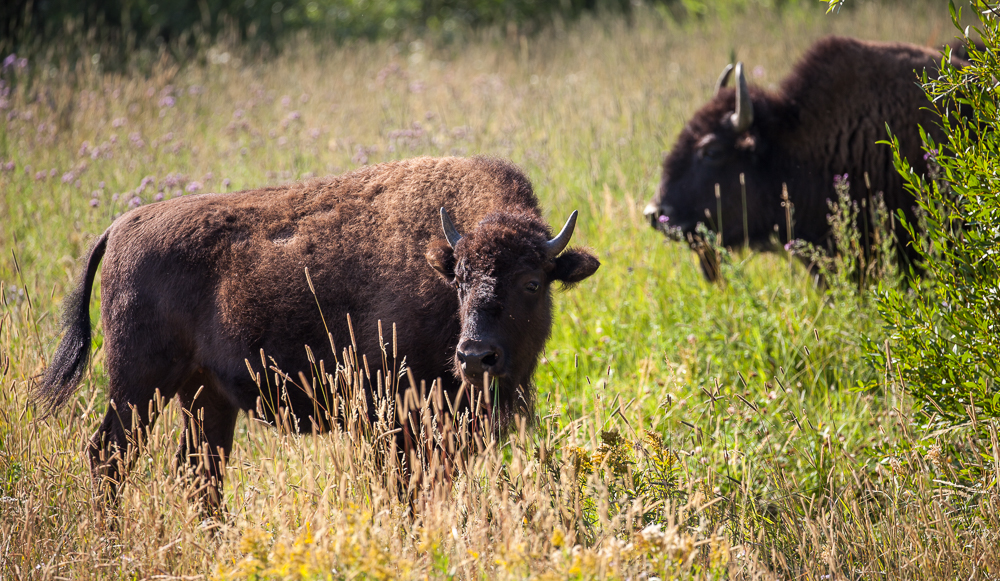 Yellowstone National Park