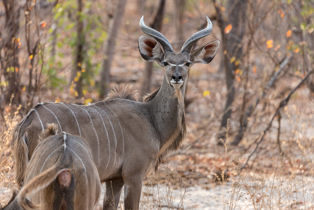 Sikumbi Forest Reserve