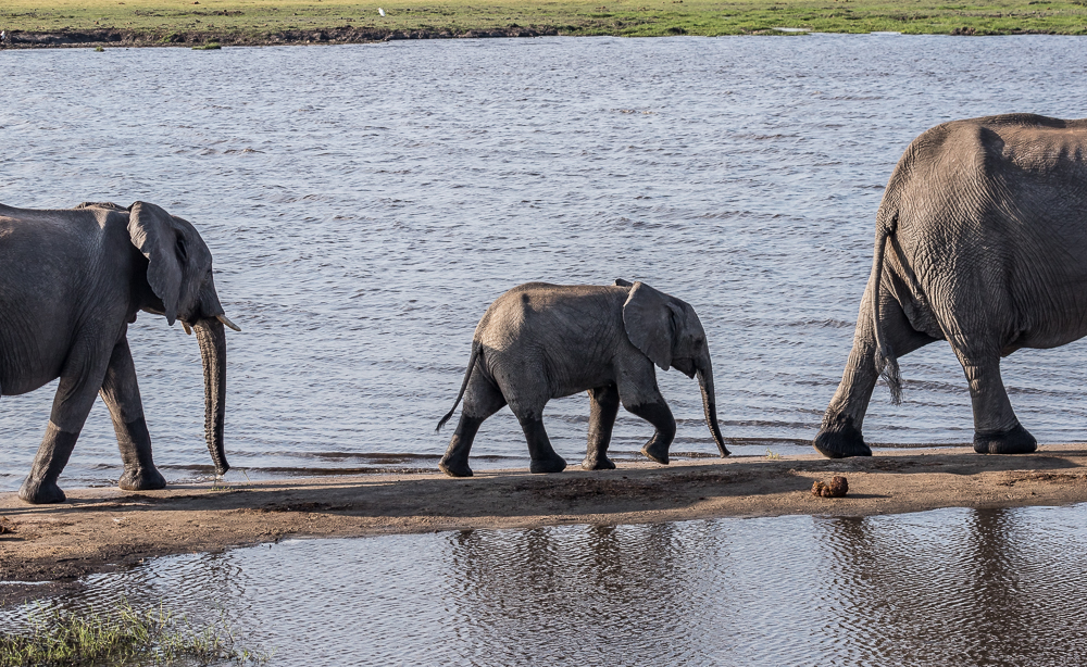 Chobe National Park